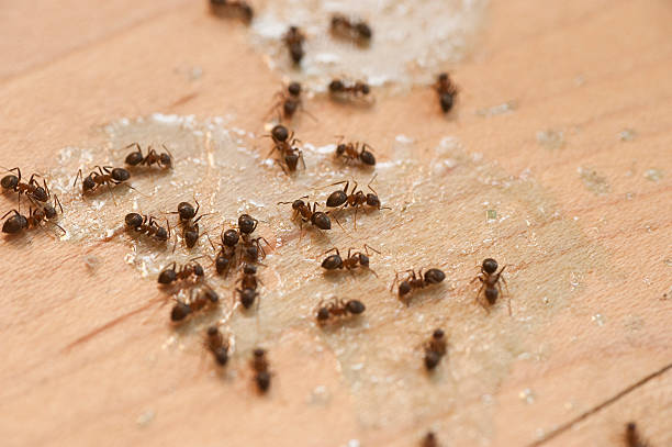 Best Mosquito Control Services  in Stormstown, PA