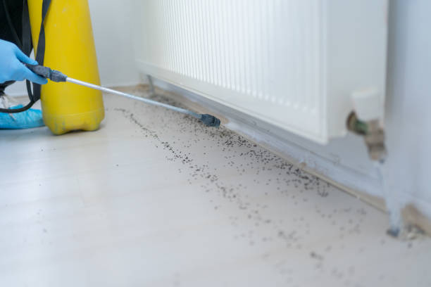 Flea Control Services in Stormstown, PA